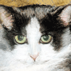Fine art and illustrations